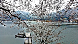 Cherry blossom lake